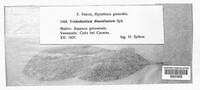 Trichodochium disseminatum image